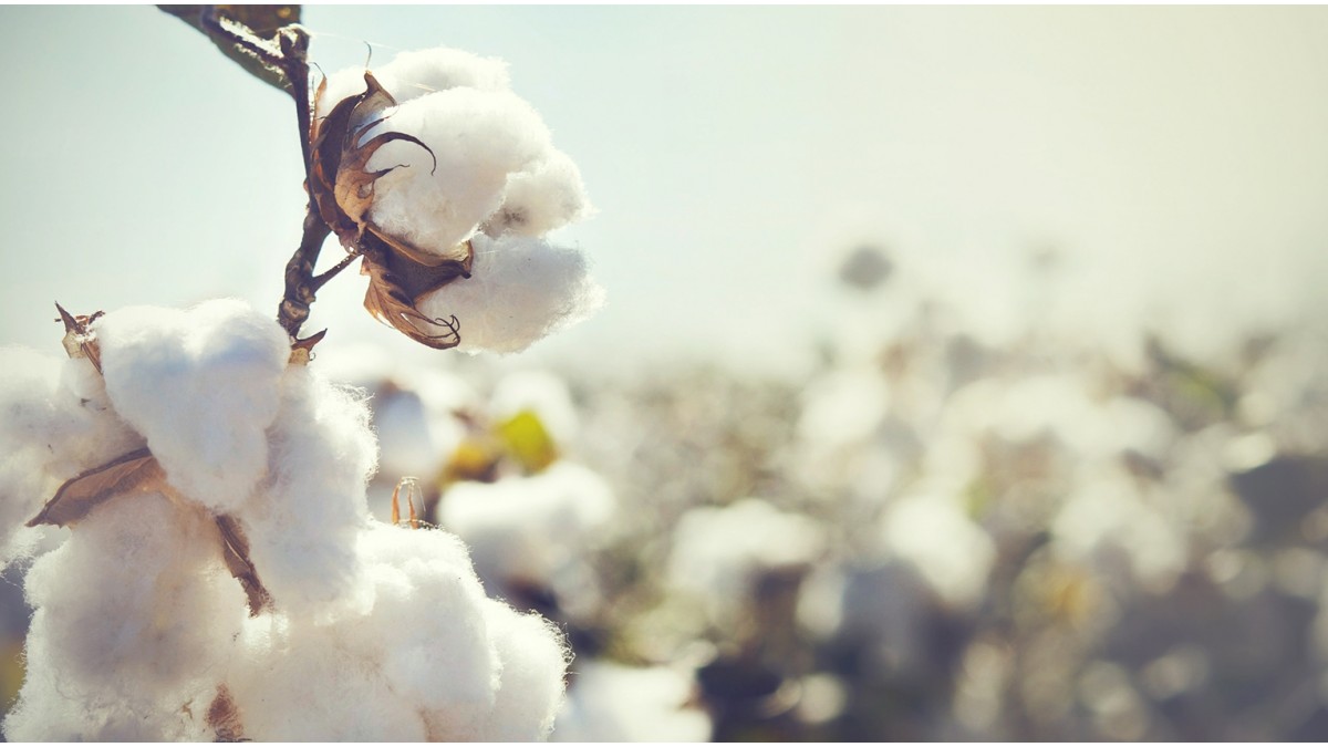 La chute des prix du coton en pleine crise du Covid19 Nos news La